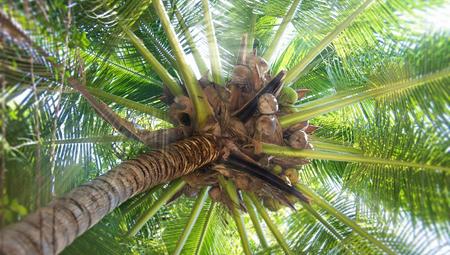 Palmera Datilera: Phoenix Dactylifera